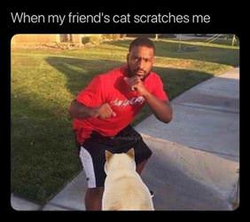 friends cat scratches me