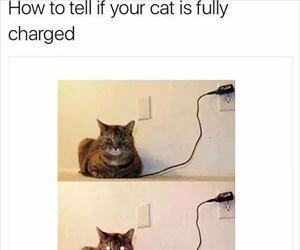 full charged cat