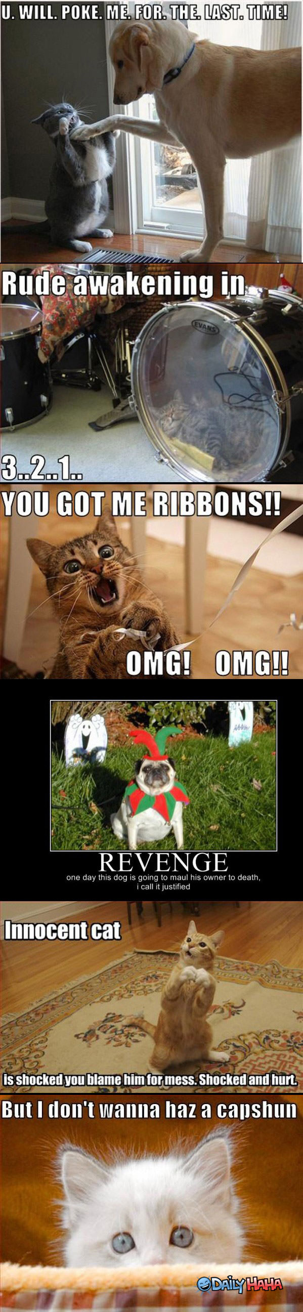Funny LOLCats funny picture