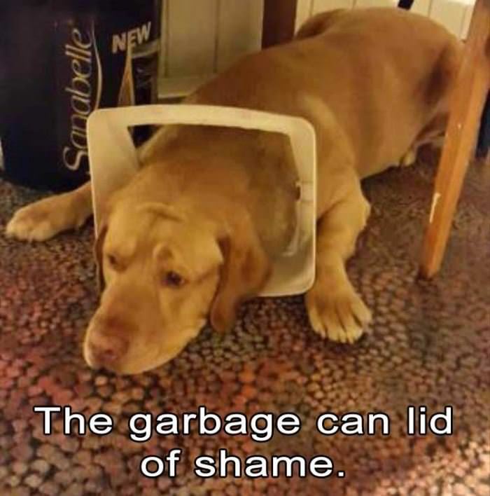 garbage can lid of shame funny picture