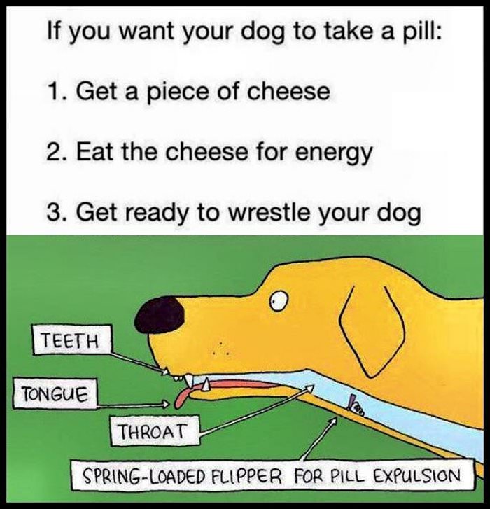 getting a dog to eat a pill