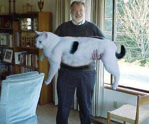 Giant Cat funny picture
