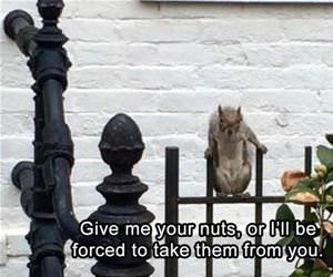 give me your nuts funny picture