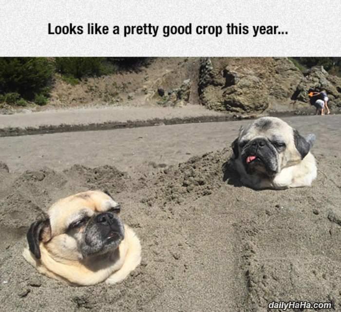 good crop this year funny picture