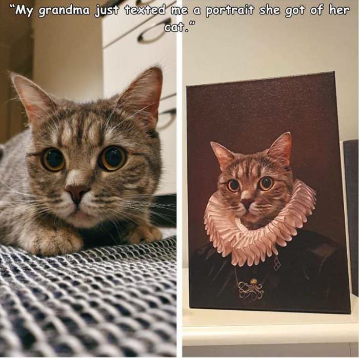 got a portrait of my cat