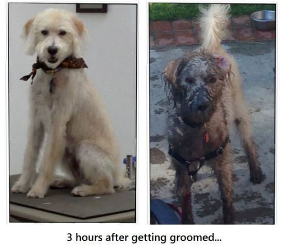got groomed funny dog picture