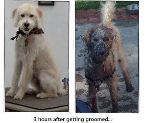 got groomed funny dog picture