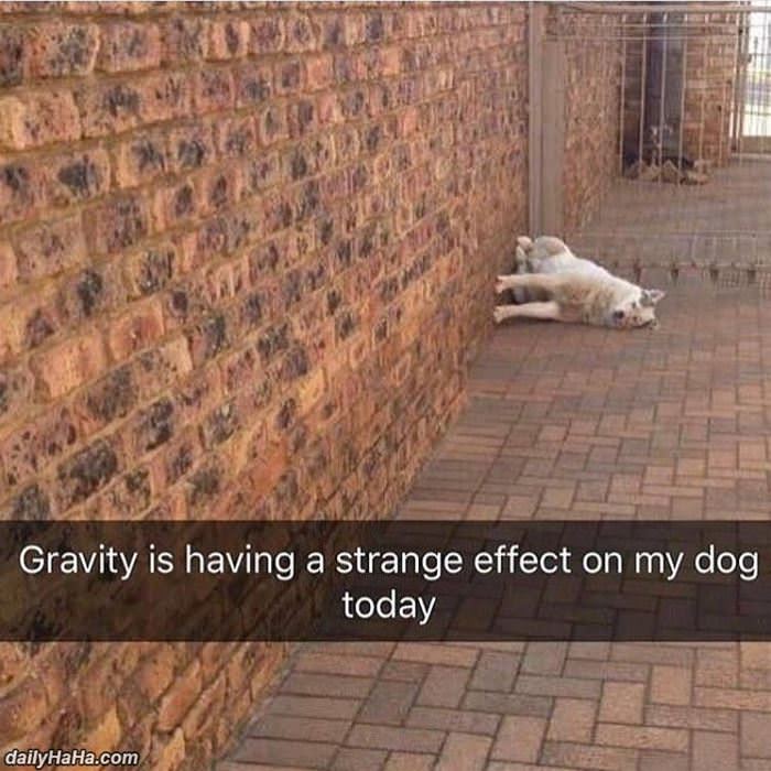 gravity and my dog funny picture