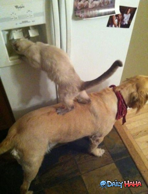 Great Teamwork funny picture