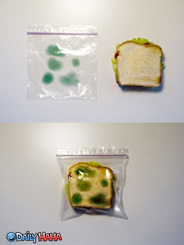 Green Spots Food Bag