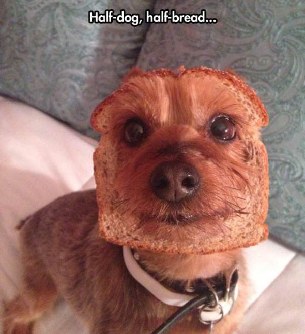 Half Dog Half Bread funny picture