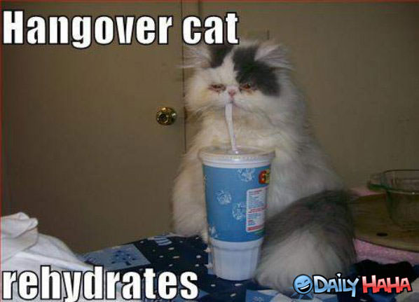 Hangover Cat Funny picture