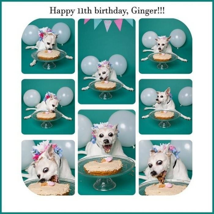happy birthday ginger