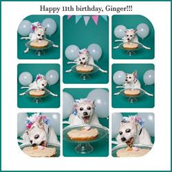 happy birthday ginger