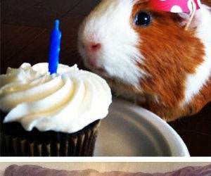 happy birthday animals funny picture