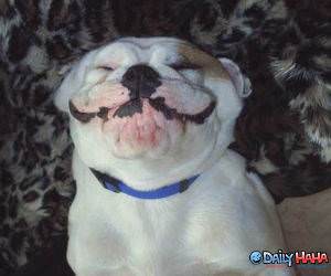 Happy Smiling Puppy