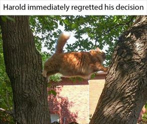harrold regrets his decision