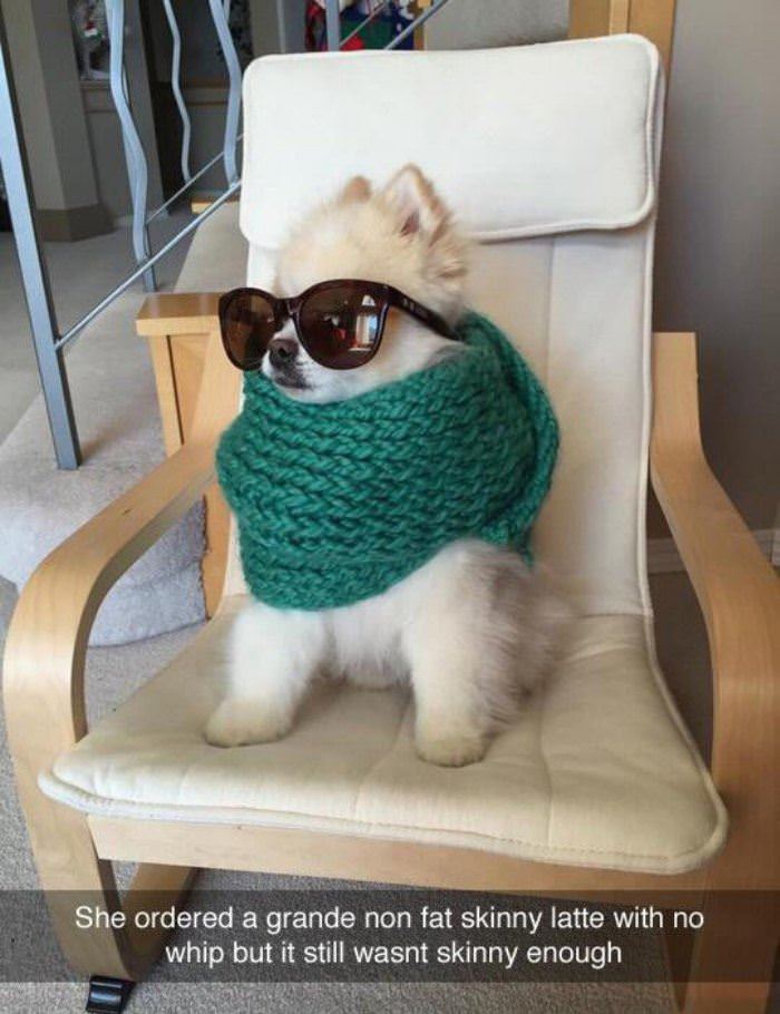 hipster dog funny picture