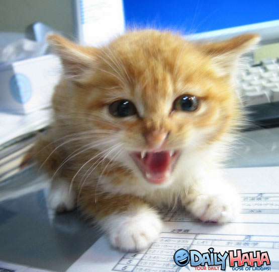 Hissing Kitten