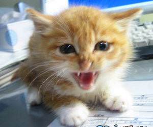 Hissing Kitten Picture