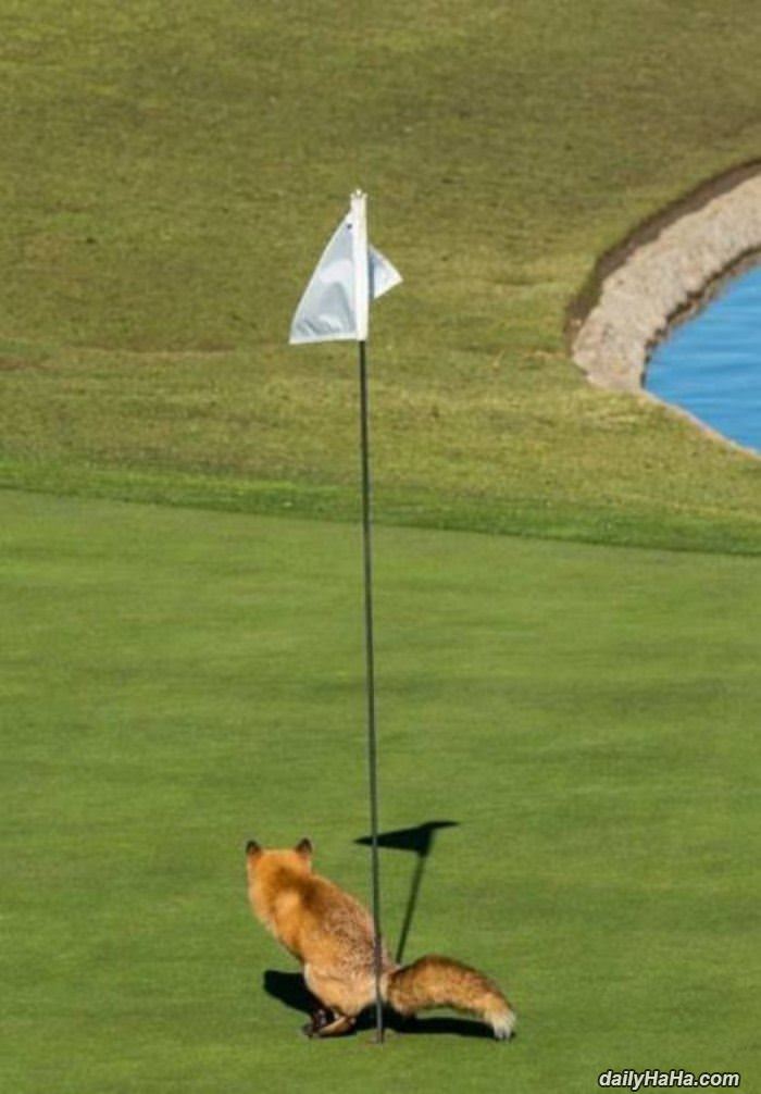 hole in one funny picture