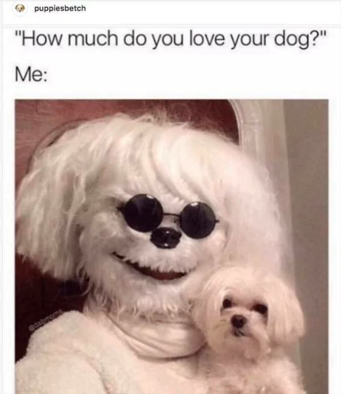 how much do you love your dog ... 2