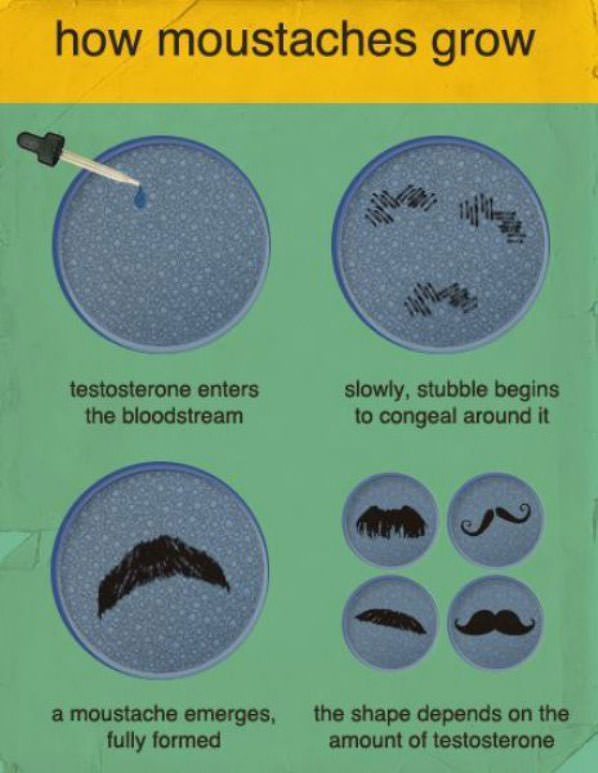 Moustache Growth funny picture