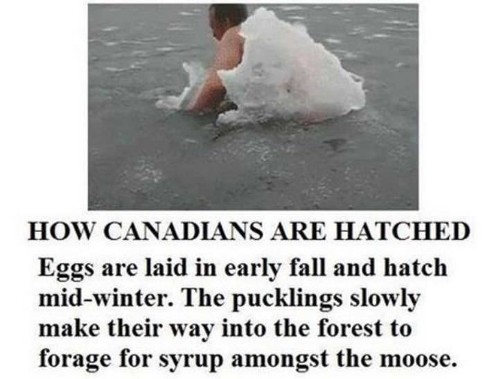 how canadians are hatched funny picture