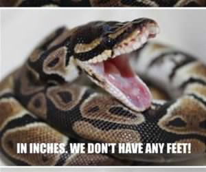 how do you measure a snake funny picture