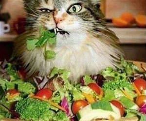 how does your salad taste funny picture