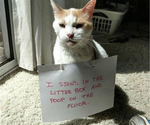 how i use the litter box funny picture