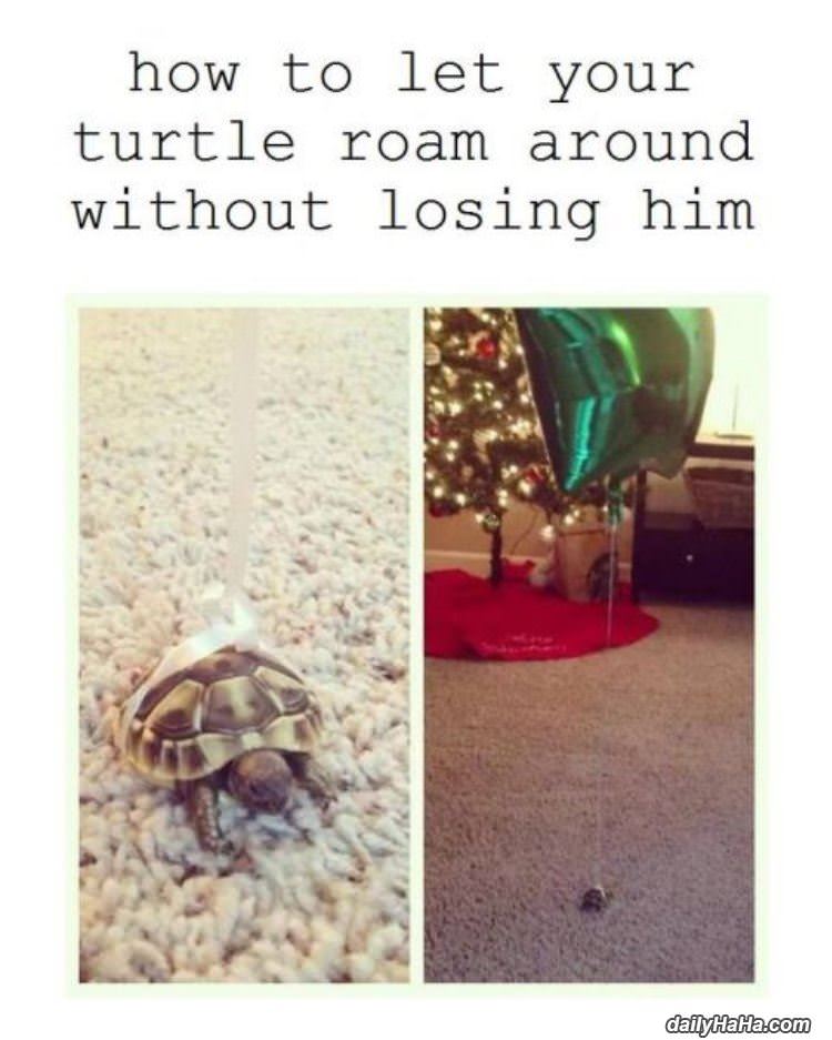 how not to lose your turtle funny picture