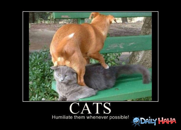 Humiliate Cats funny picture