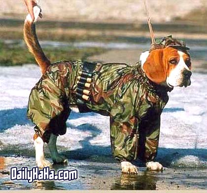 Funny  Pictures  on Hunting Dog   Funny Pictures