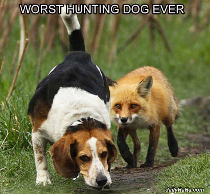 hunting dog funny picture