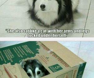 husky cat funny picture