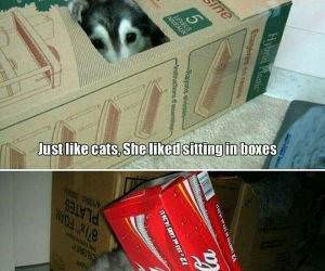 husky cat funny picture