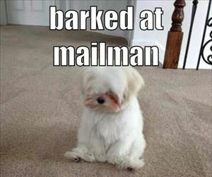 i barked at the mailman