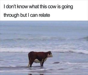i can relate to this cow