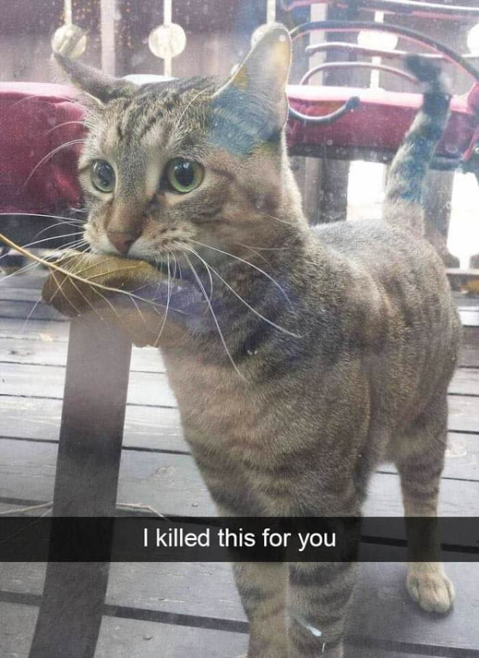 i killed this for you ... 2