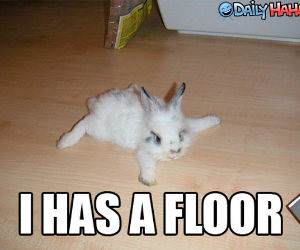 I has a floor Bunny