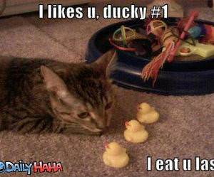 I Likes You Ducky