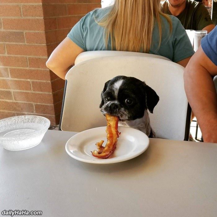 i really love bacon funny picture