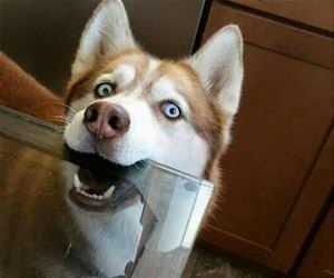 i see you have food funny picture