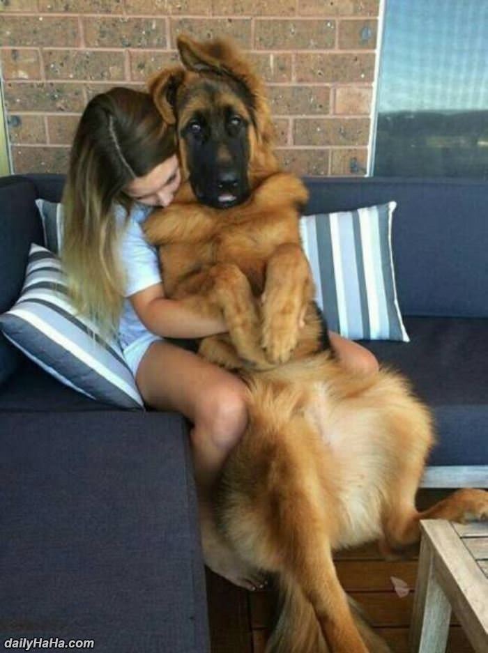 i will always be a lap dog funny picture