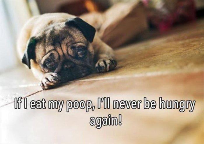 if i eat my poop funny picture