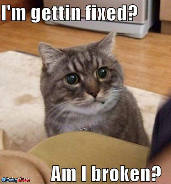 Getting Fixed funny picture