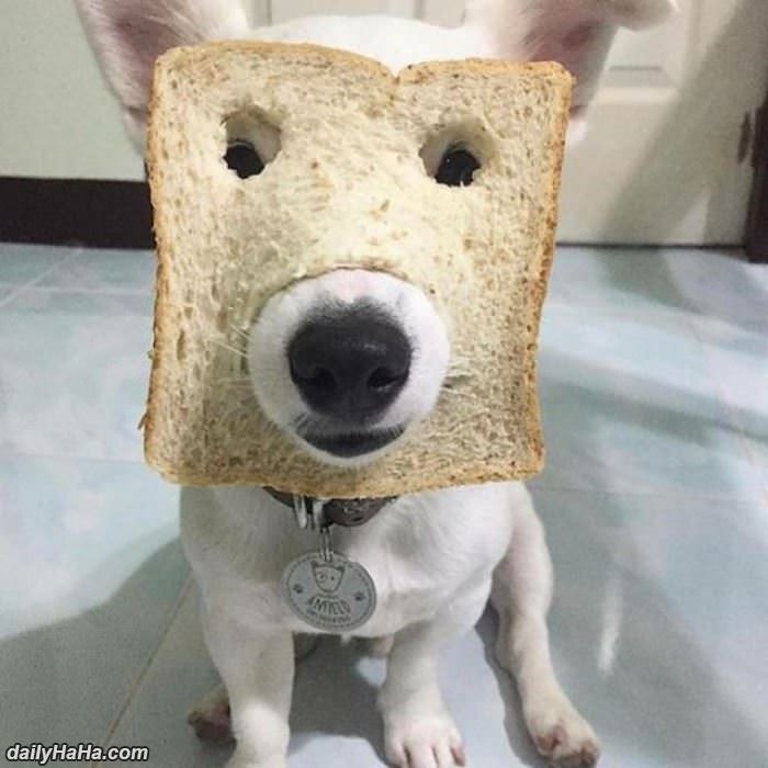 in bread dog funny picture