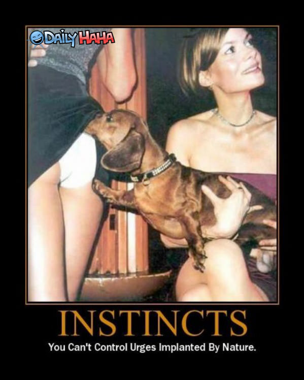 Instincts funny picture