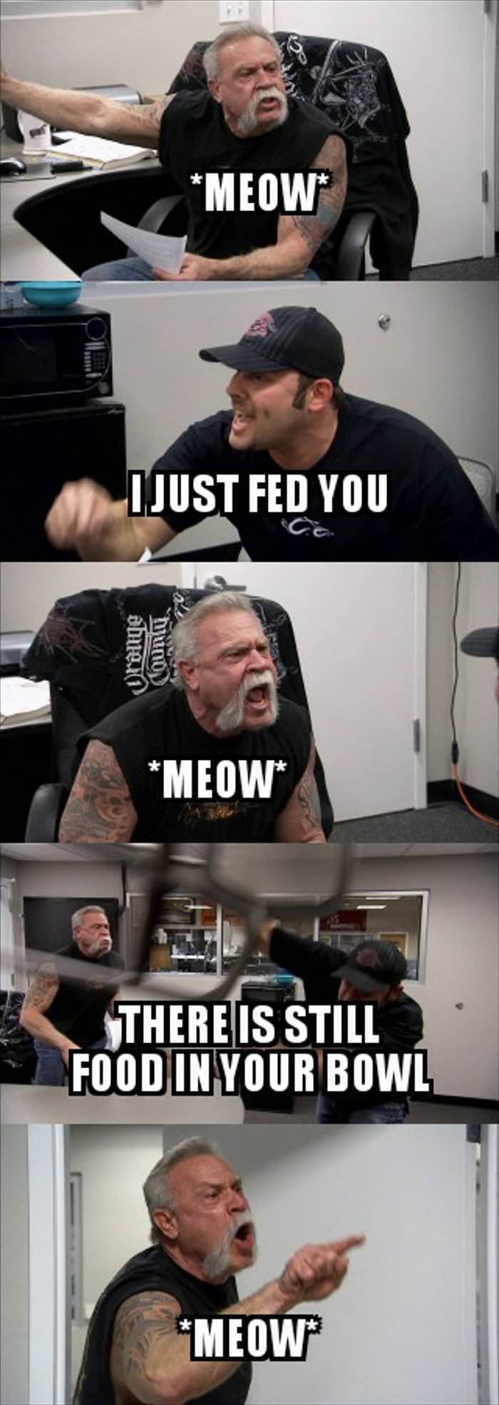interactions with my cat